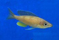 Cyprichromis pavo Moliro 9-11 cm