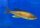 Cyprichromis pavo Moliro 9-11 cm
