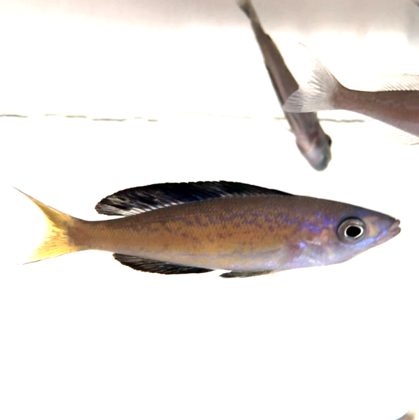 Cyprichromis microlepidotus Kassei 7-9 cm