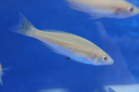 Cyprichromis microlepidotus Kassei Albino 5-7 cm