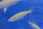 Cyprichromis microlepidotus Kassei Albino 5-7 cm