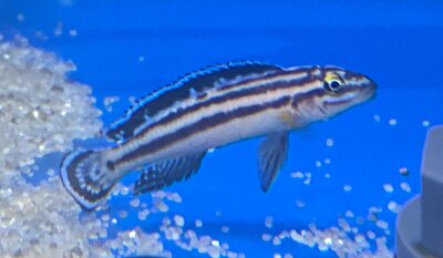 Julidochromis ornatus Mbita Island 5-7 cm