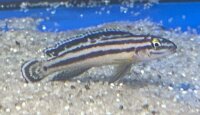 Julidochromis ornatus Mbita Island 5-7 cm