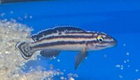 Julidochromis ornatus Mbita Island 5-7 cm