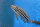 Julidochromis regani Chisanse 5-6 cm