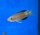 Cyprichromis microlepidotus Sibwesa 6-8 cm