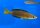 Cyprichromis microlepidotus Sibwesa 6-8 cm