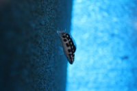 Julidochromis transcriptus Kissi 3-5 cm
