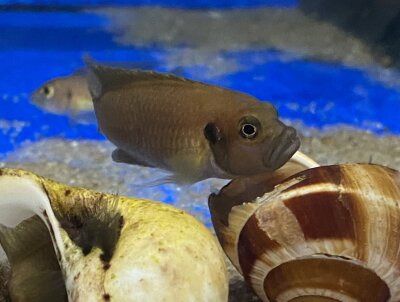 Lamprologus brevis Sunspot Ikola 2-3 cm