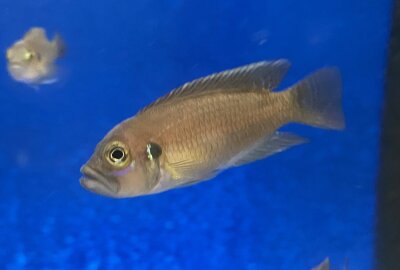 Lamprologus brevis Sunspot Ikola 2-3 cm