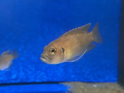 Lamprologus brevis Sunspot Ikola 2-3 cm