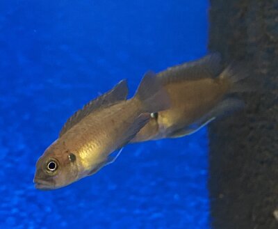 Lamprologus brevis Sunspot Ikola 2-3 cm