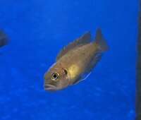Lamprologus brevis Sunspot Ikola 2-3 cm