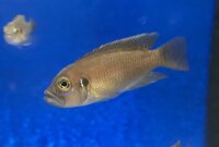 Lamprologus brevis Sunspot Ikola 2-3 cm