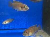 Lamprologus brevis Sunspot Ikola 2-3 cm