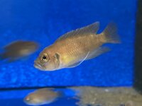 Lamprologus brevis Sunspot Ikola 2-3 cm