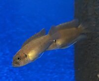 Lamprologus brevis Sunspot Ikola 2-3 cm