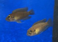 Lamprologus brevis Sunspot Ikola 2-3 cm