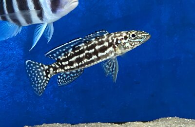 Lepidiolamprologus nkambae 6-8 cm
