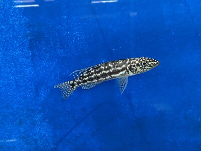 Lepidiolamprologus nkambae 6-8 cm