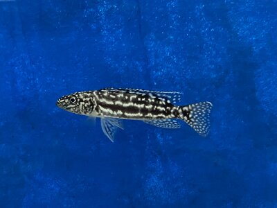 Lepidiolamprologus nkambae 6-8 cm