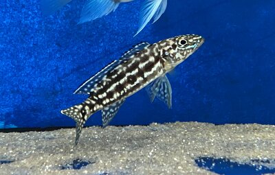 Lepidiolamprologus nkambae 6-8 cm
