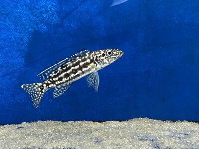 Lepidiolamprologus nkambae 6-8 cm