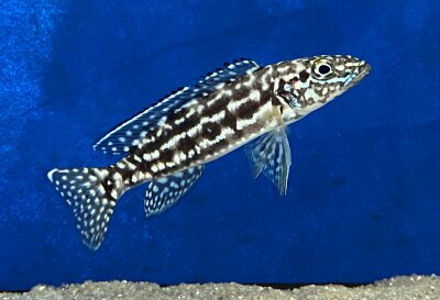 Lepidiolamprologus nkambae 6-8 cm