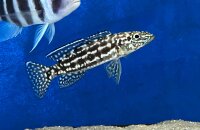 Lepidiolamprologus nkambae 6-8 cm