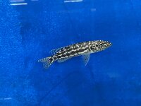 Lepidiolamprologus nkambae 6-8 cm