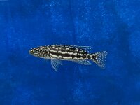 Lepidiolamprologus nkambae 6-8 cm
