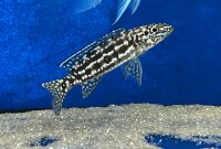 Lepidiolamprologus nkambae 6-8 cm