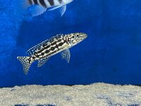 Lepidiolamprologus nkambae 6-8 cm