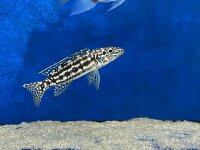 Lepidiolamprologus nkambae 6-8 cm