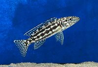 Lepidiolamprologus nkambae 6-8 cm