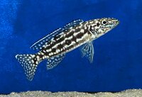 Lepidiolamprologus nkambae 6-8 cm