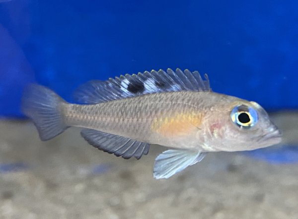 Neolamprologus kungweensis 3-5 cm