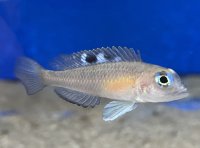Neolamprologus kungweensis 3-5 cm