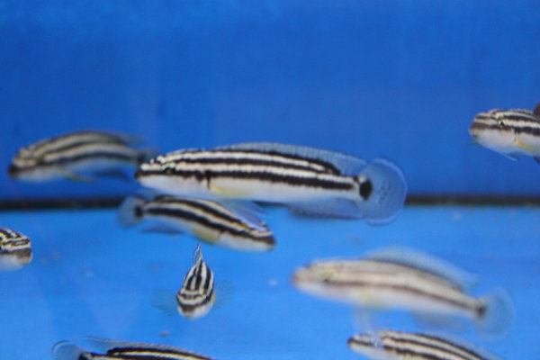 Julidochromis ornatus Lupota 6-8 cm