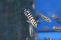 Julidochromis transcriptus Gombe 4-5 cm