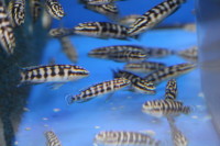 Julidochromis transcriptus Gombe 4-5 cm