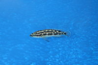 Julidochromis transcriptus Kalemie 3-5 cm