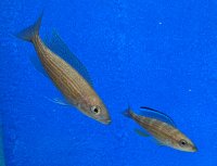 Paracyprichromis brieni Katete yellow 6-7 cm