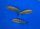 Paracyprichromis brieni Katete yellow 6-7 cm