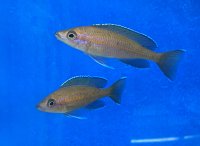 Paracyprichromis nigripinnis Kala Bay 7-9 cm