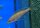 Paracyprichromis nigripinnis Kala Bay 7-9 cm