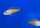 Paracyprichromis spec. Velifer 9-11 cm