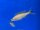 Paracyprichromis spec. Velifer 9-11 cm