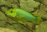 Petrochromis macrognathus Namansi 4-6 cm