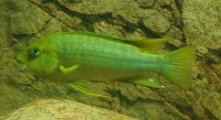 Petrochromis macrognathus Namansi 4-6 cm